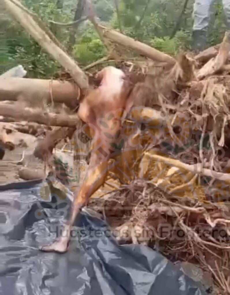 Encuentran cuerpo sin vida atrapado entre raíces de un árbol en Yahualica Encuentran cuerpo sin vida atrapado entre raíces de un árbol en Yahualica