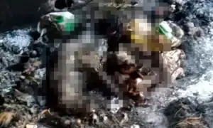 Fiscalía investiga caso de perro quemado vivo