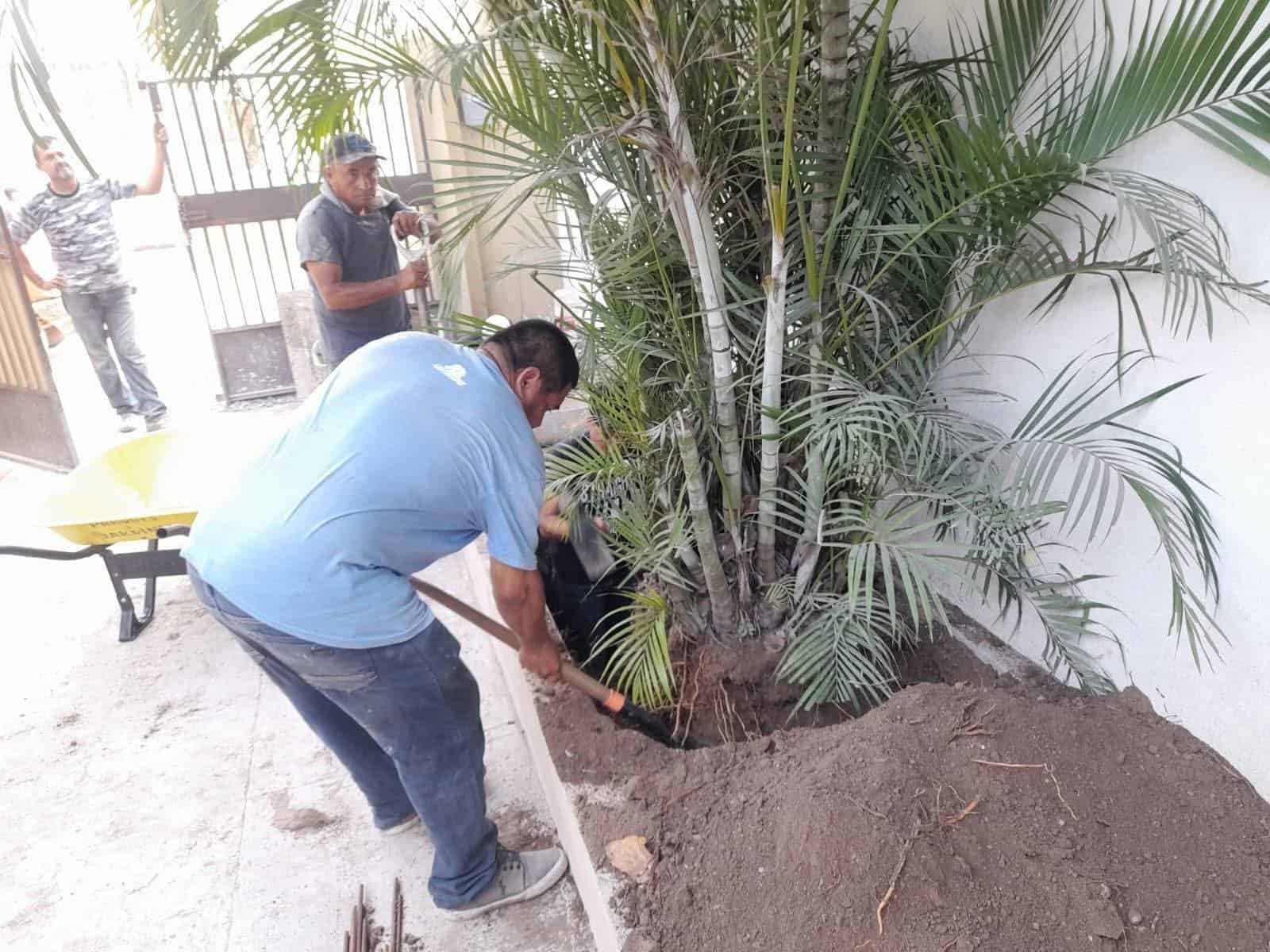 LA DONACIÓN DE PLANTAS DE ORNATO DAN VIDA Y BELLEZA A LAS ÁREAS VERDES DE LA PLAZA DE TAMUÍN