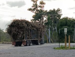 🚛 Tamaulipas se mueve… ¡y huele a caña!