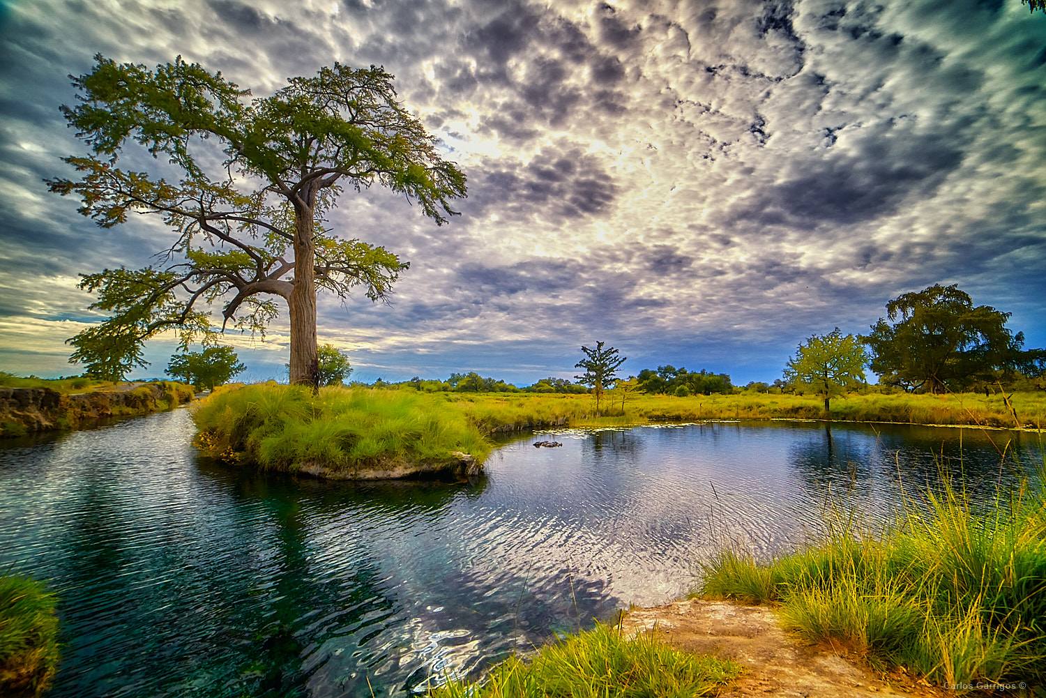 Protegen a árbol de mil 600 años