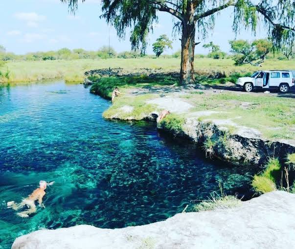 Protegen a árbol de mil 600 años Protegen a árbol de mil 600 años