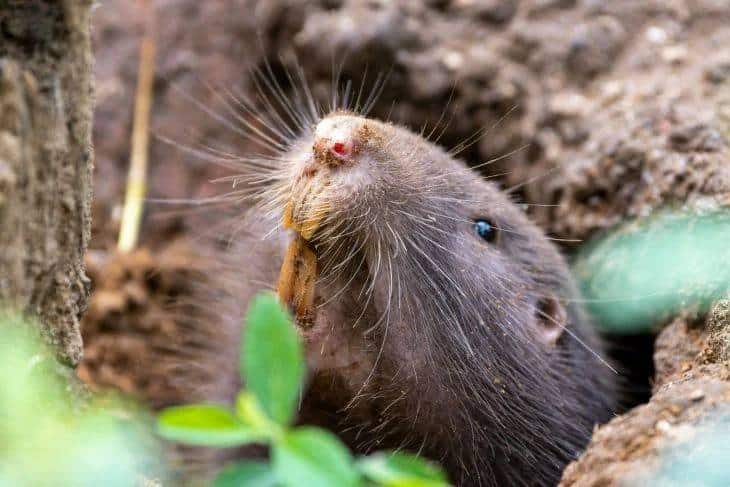 Animales habrían enseñado a sembrar el maíz en la Huasteca
