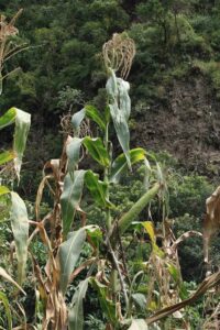 Animales habrían enseñado a sembrar el maíz en la Huasteca