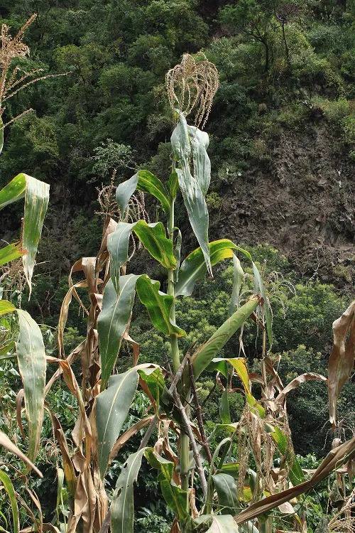 Animales habrían enseñado a sembrar el maíz en la Huasteca