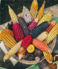 Animales habrían enseñado a sembrar el maíz en la Huasteca