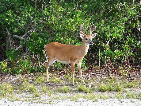 Animales habrían enseñado a sembrar el maíz en la Huasteca