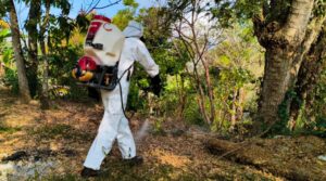 Hallaron miasis por gusano barrenador en la región