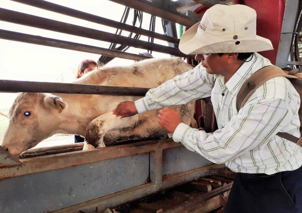 Refuerzan cerco sanitario contra el gusano barrenador
