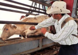 Refuerzan cerco sanitario contra el gusano barrenador