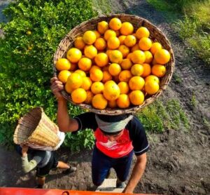 Jóvenes productores ganan hasta 40% más por la naranja