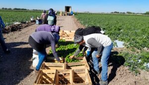 Huastecos caen red de abusos y fraudes para ir a EU