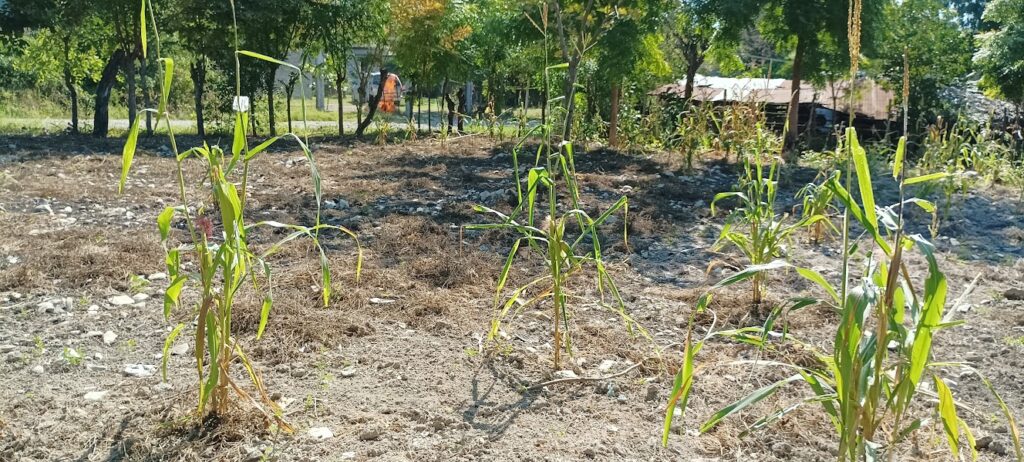 La milpa se apaga en la zona Huasteca