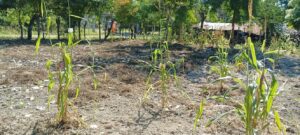 La milpa se apaga en la zona Huasteca