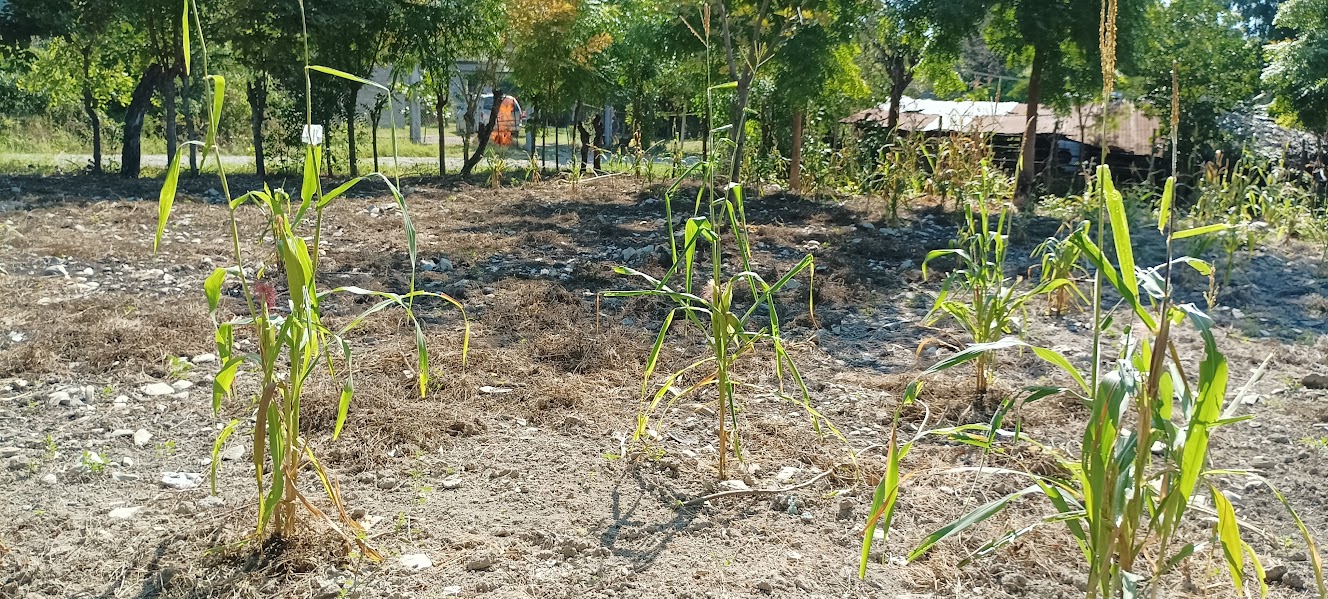 La milpa se apaga en la zona Huasteca