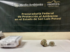 Decomisaron peyote en paquetería de SLP