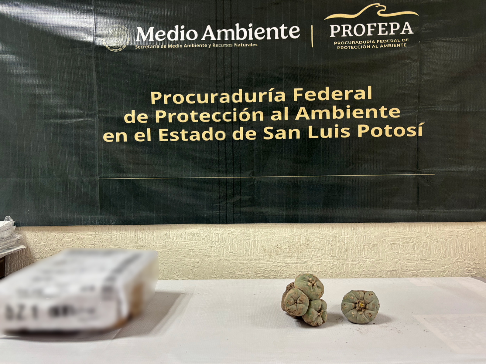 Decomisaron peyote en paquetería de SLP