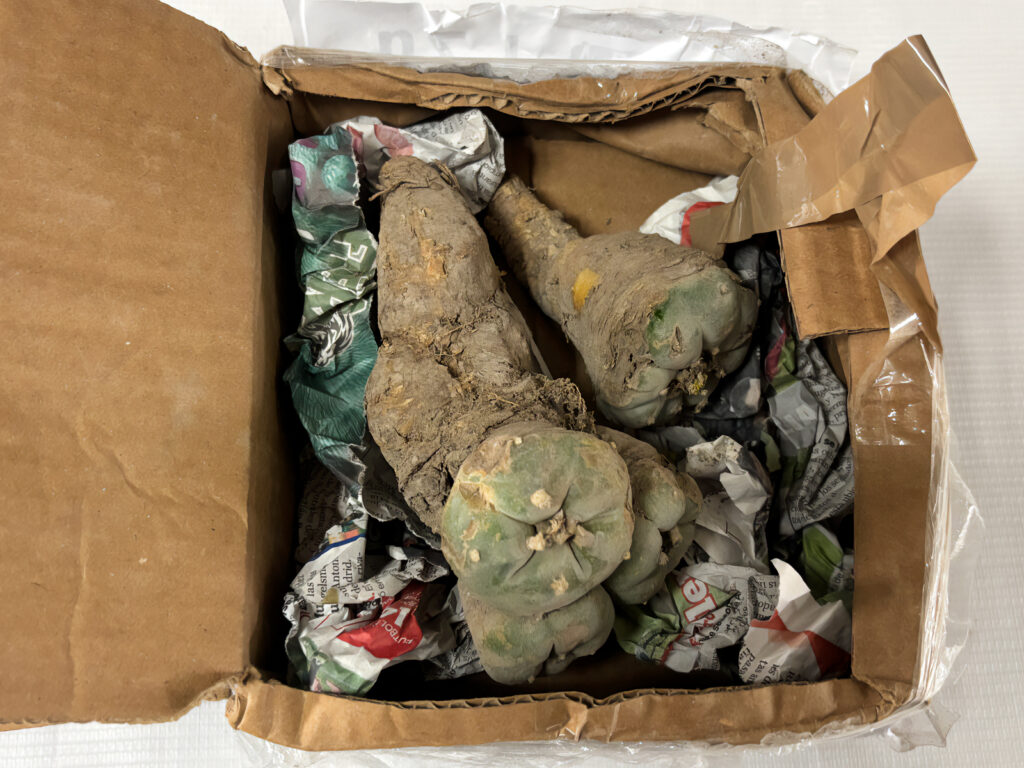 Decomisaron peyote en paquetería de SLP Decomisaron peyote en paquetería de SLP