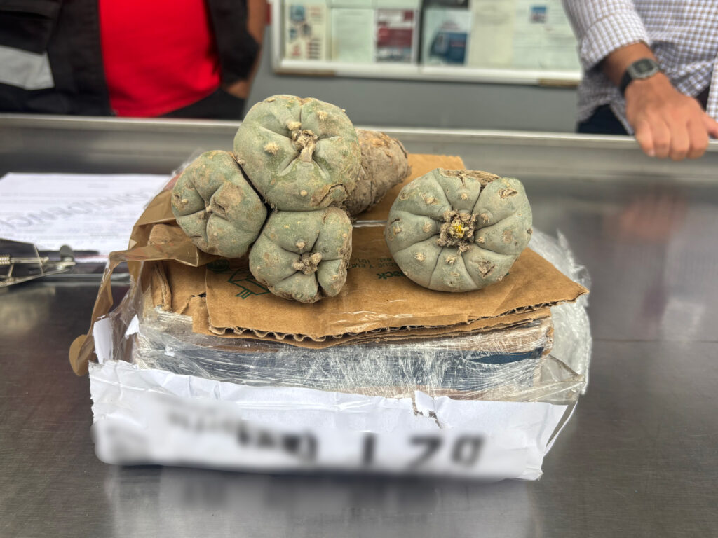 Decomisaron peyote en paquetería de SLP Decomisaron peyote en paquetería de SLP