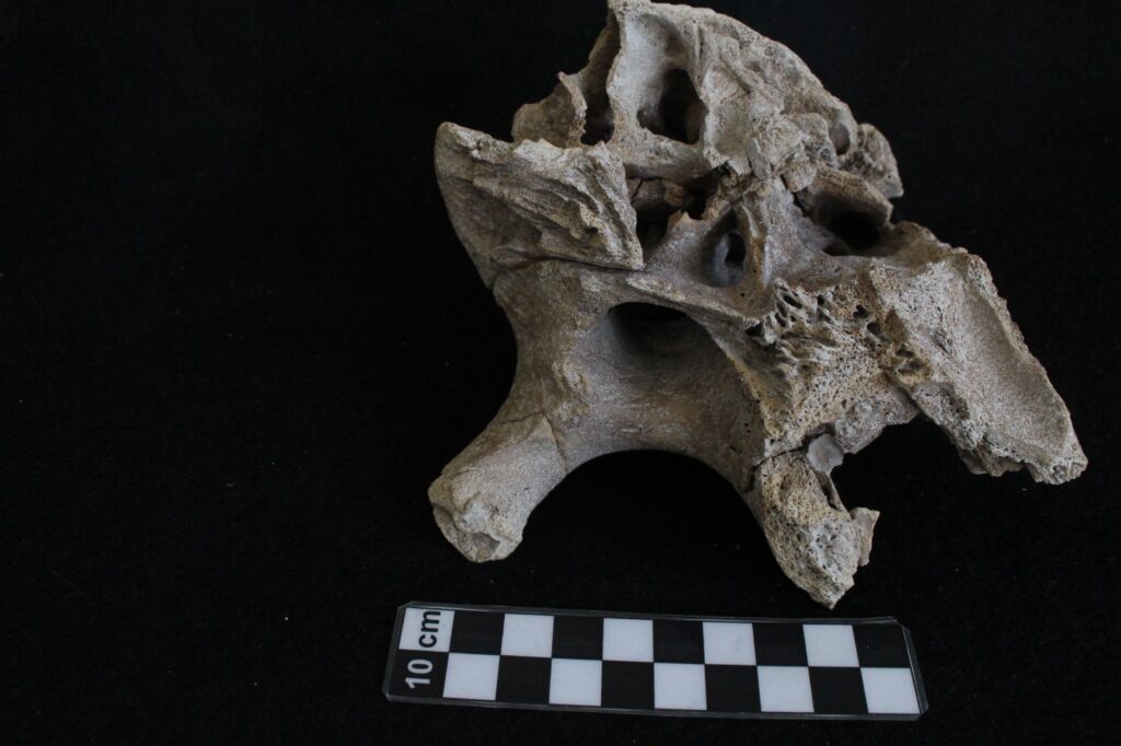 Reconstruyen la vida de bebé mamut Reconstruyen la vida de bebé mamut