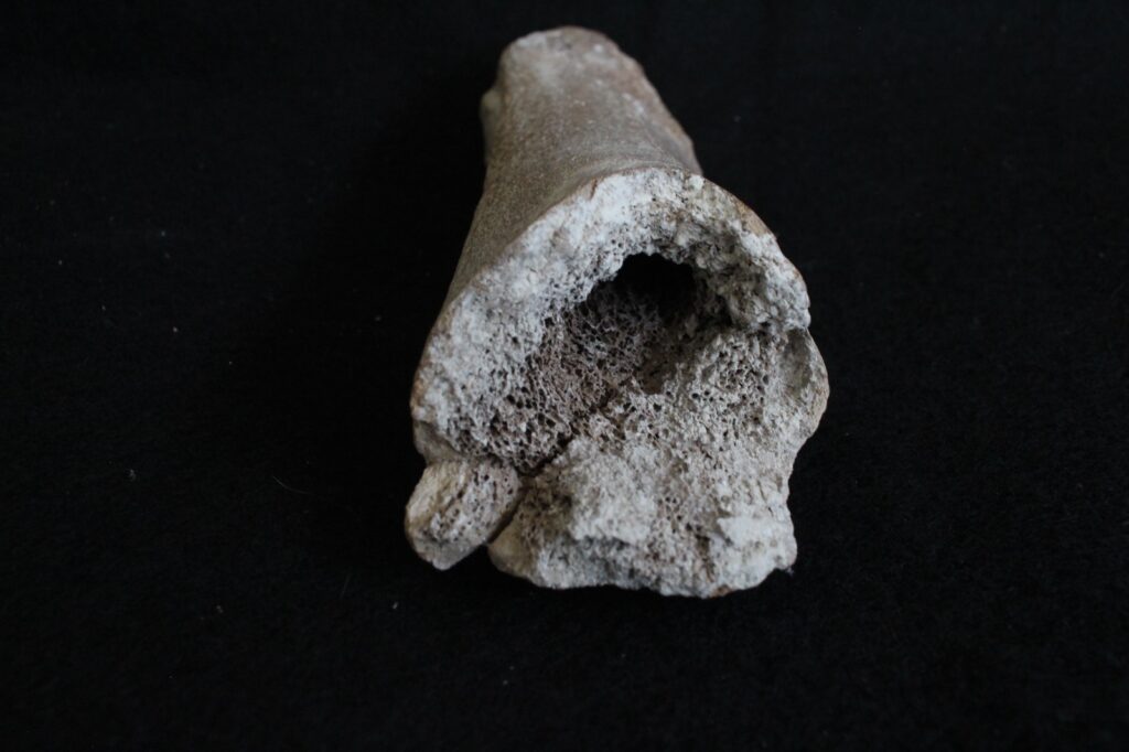 Reconstruyen la vida de bebé mamut Reconstruyen la vida de bebé mamut