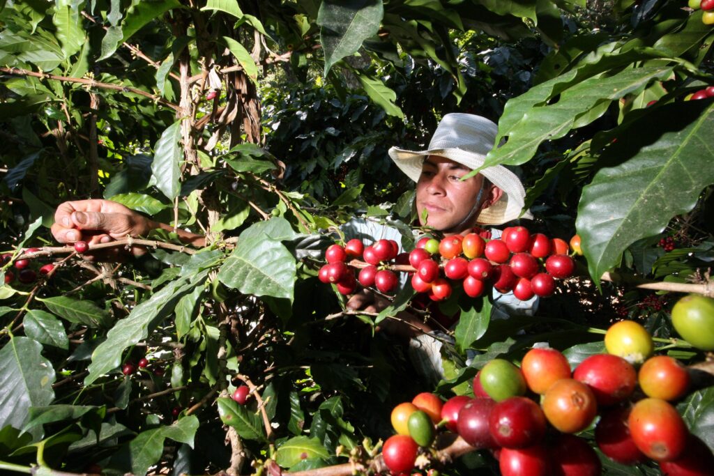 Gobierno comprará 70 toneladas de café a pequeños productores Gobierno comprará 70 toneladas de café a pequeños productores