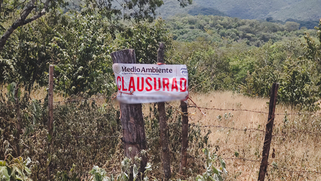 Clausuró Profepa talas clandestinas