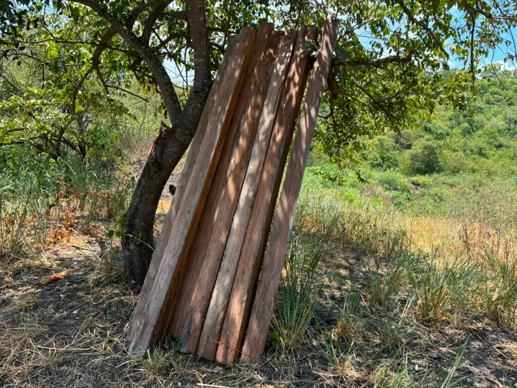 Clausuró Profepa talas clandestinas