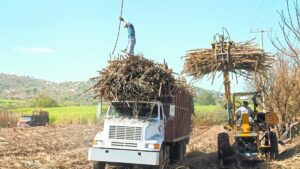 Hasta 3 mil litros de agua por cada kilo de azúcar
