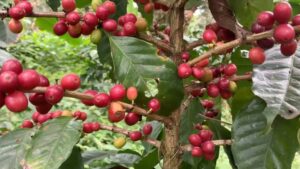 Se perdieron más de 20 mil hectáreas de café en la Huasteca