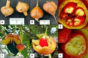 Descubrieron en Xilitla un fruto único en el mundo de las plantas