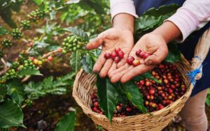En la Huasteca producen café de altura, pero lo venden como si no valiera