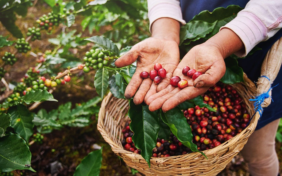 En la Huasteca producen café de altura, pero lo venden como si no valiera