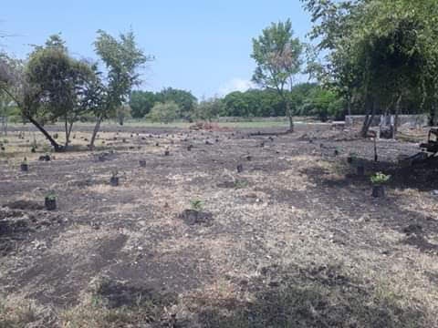 Casi 50 mil hectáreas del campo potosino sin producir